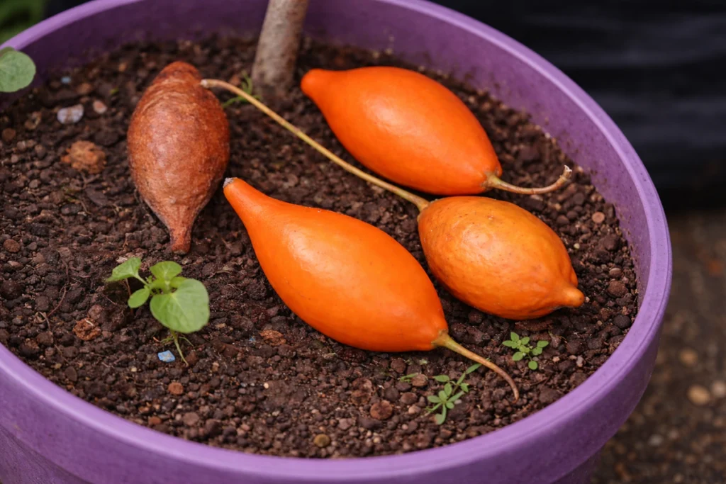 ibogaine